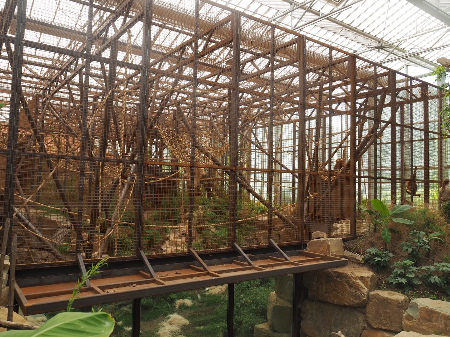 Sumatran orangutan family group indoor exhibit, 2022-07-16