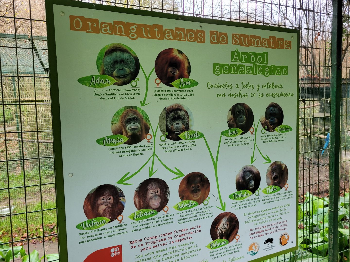 Sumatran orangutan family tree -Zoo de Santillana del Mar (2023)