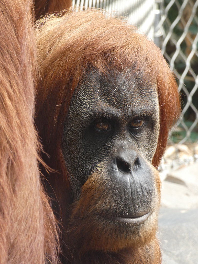 Sumatran orangutan female 'Subis'