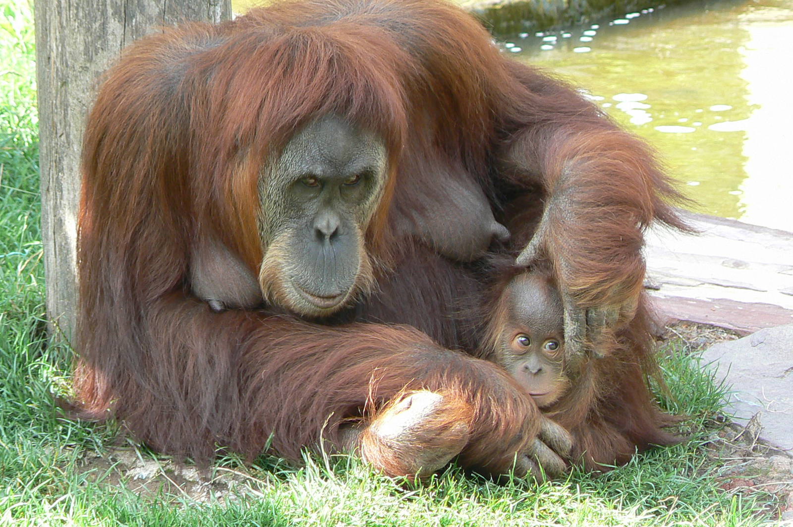 Sumatran orangutan female with baby
