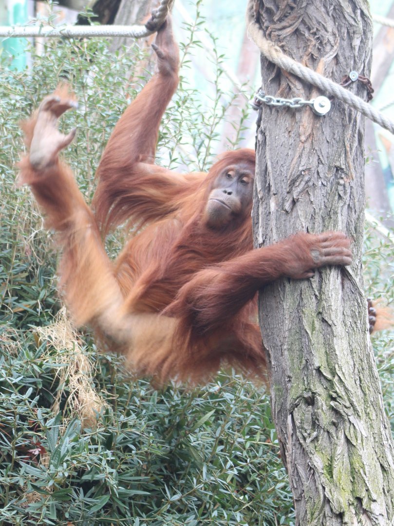 Sumatran orangutan - female