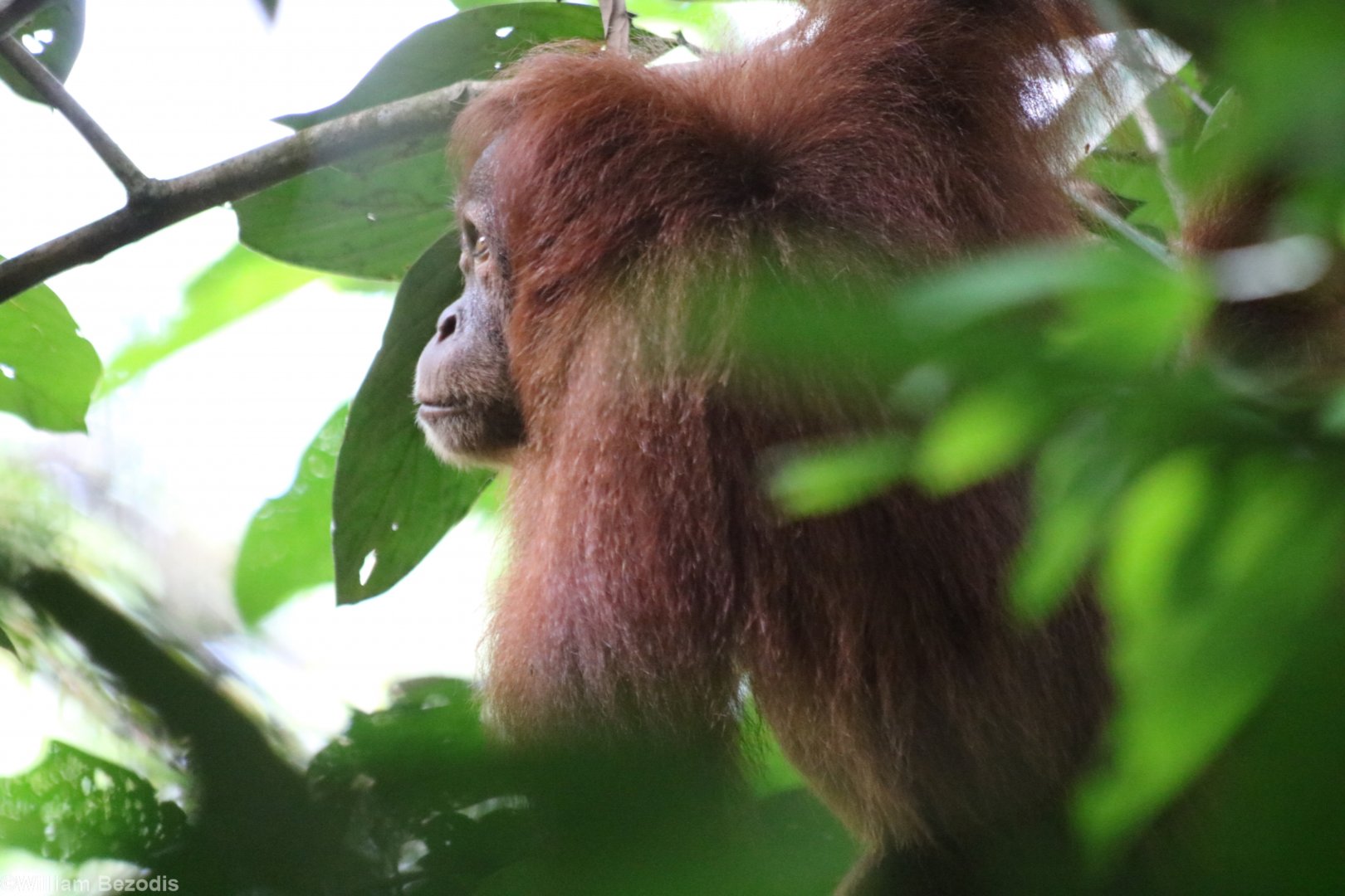 Sumatran Orangutan Female