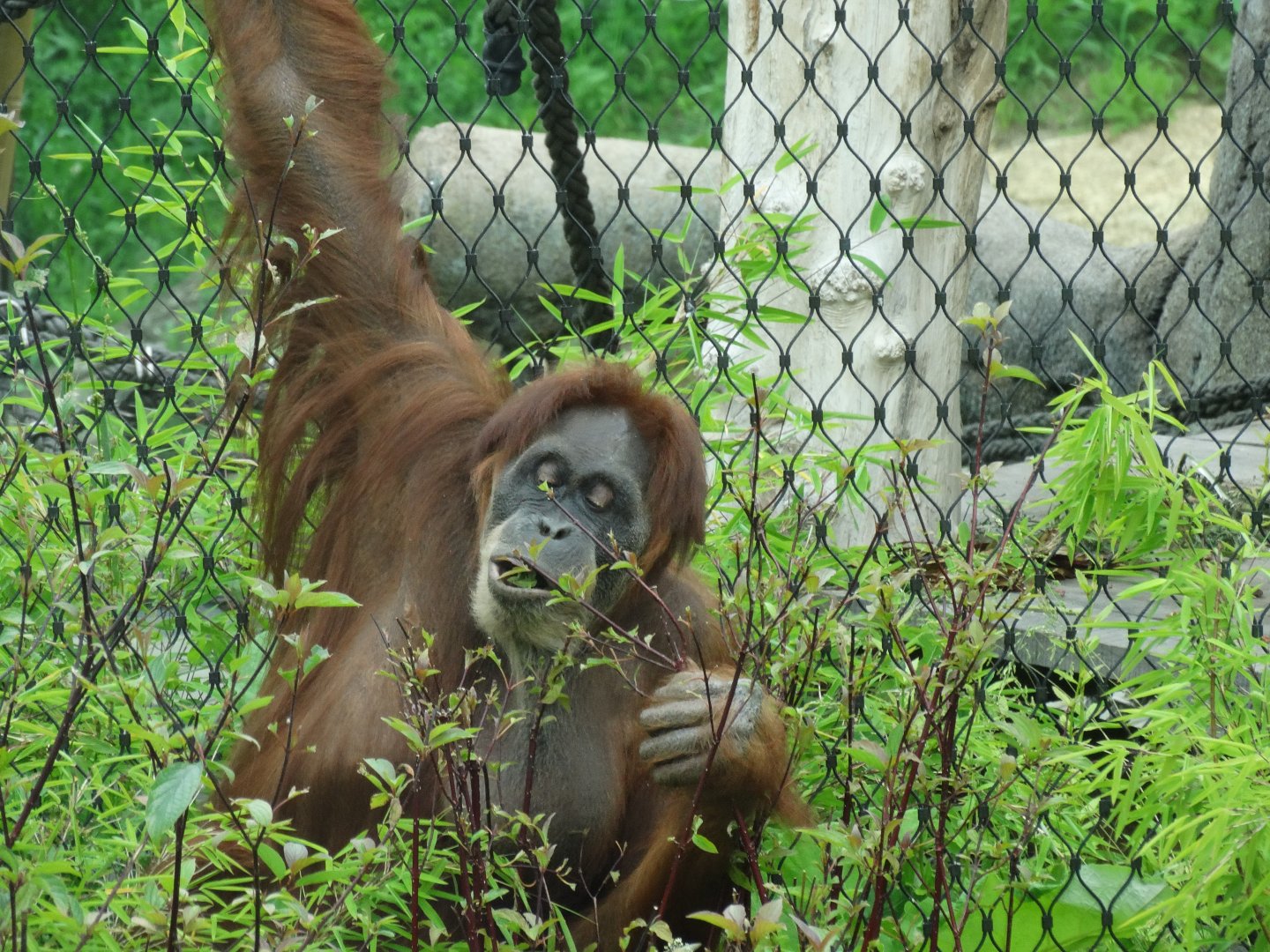 sumatran orangutan foraging