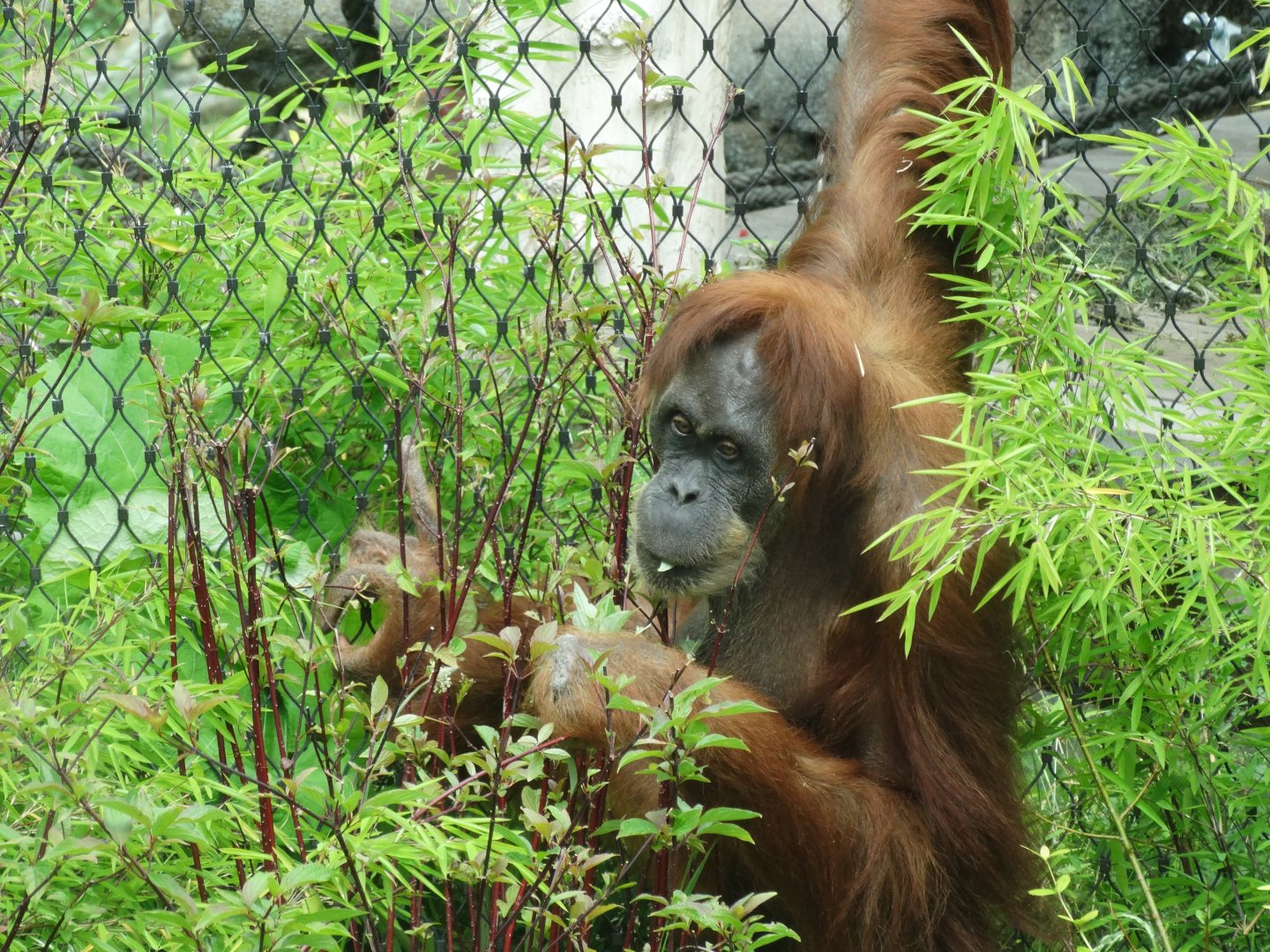 sumatran orangutan foraging