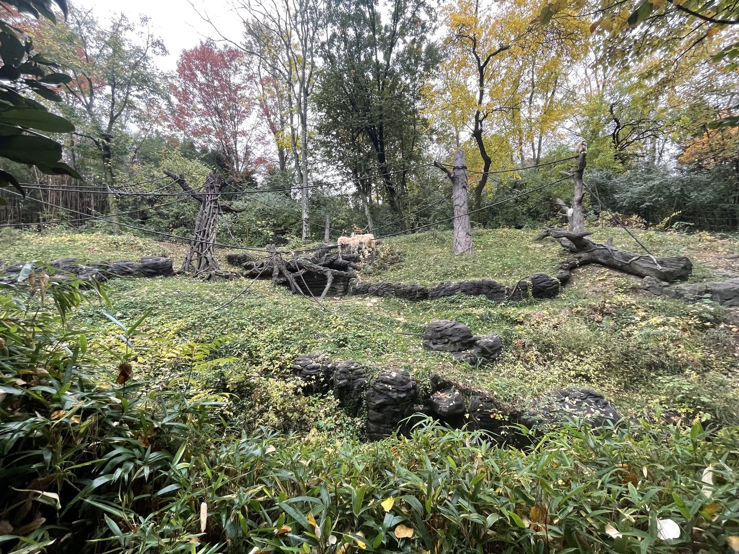 Sumatran Orangutan/Gibbon Outdoor Habitat