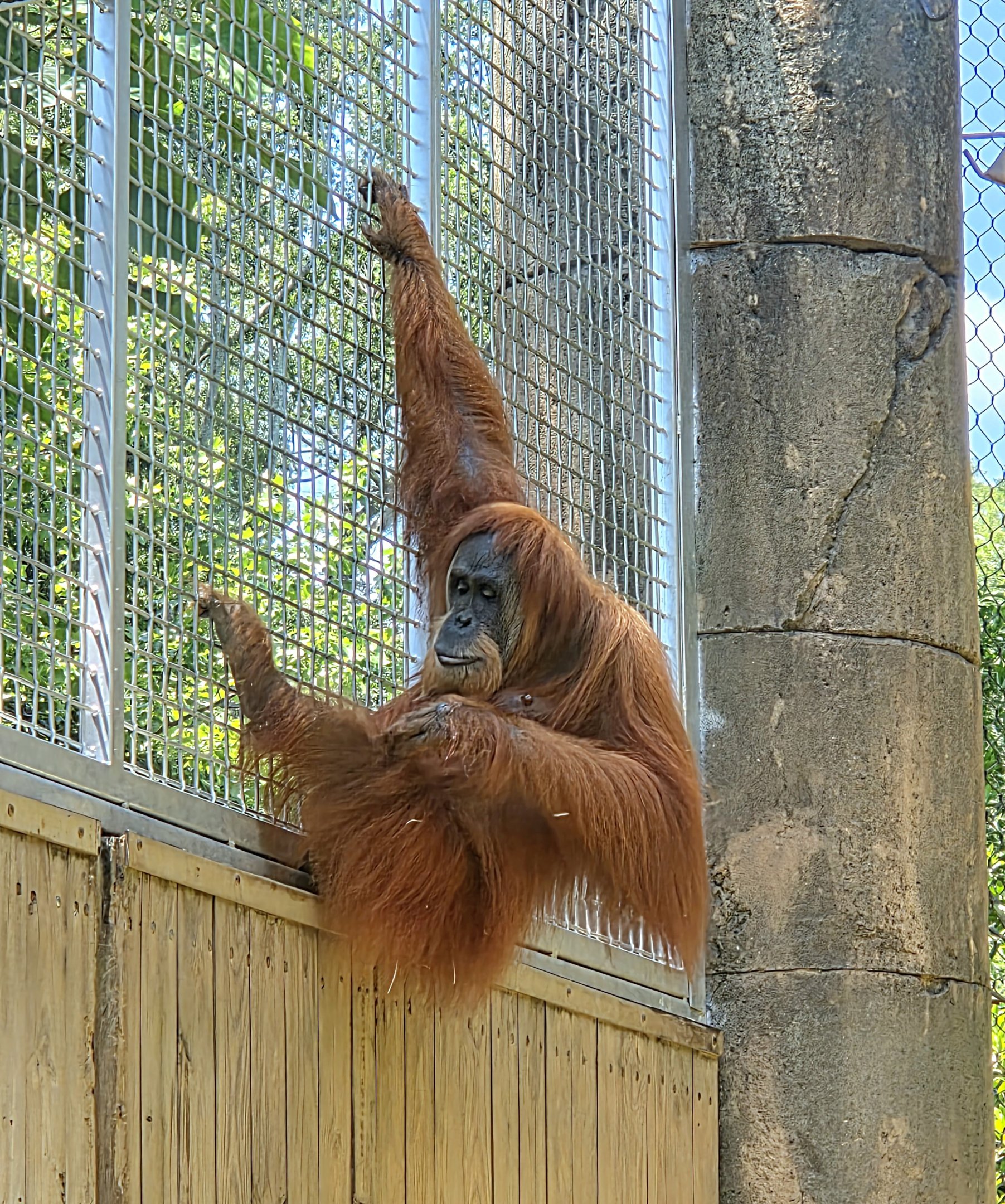 Sumatran Orangutan  - Greenville Zoo