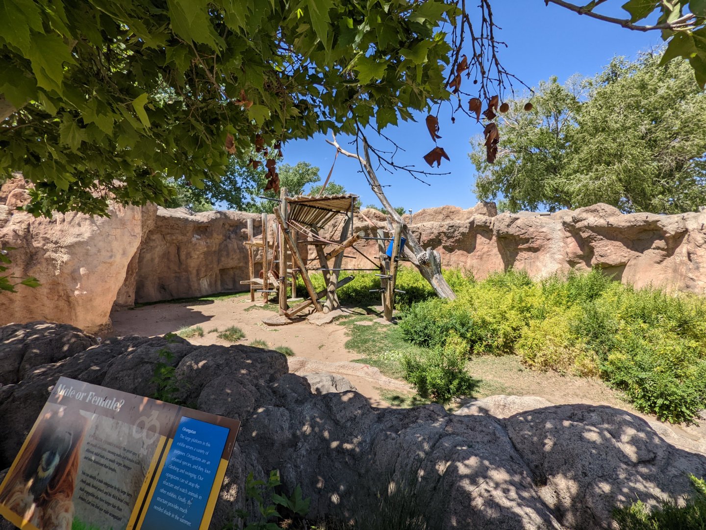 Sumatran orangutan habitat