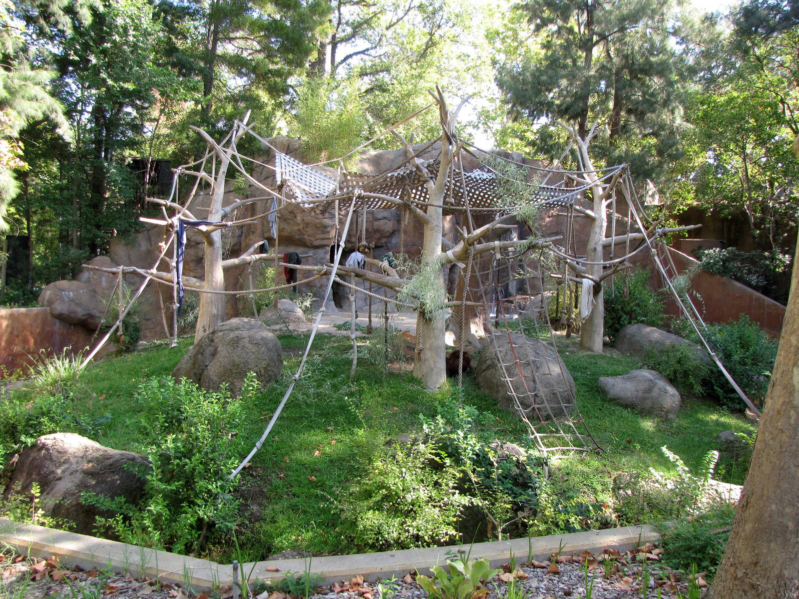 Sumatran Orangutan Habitat