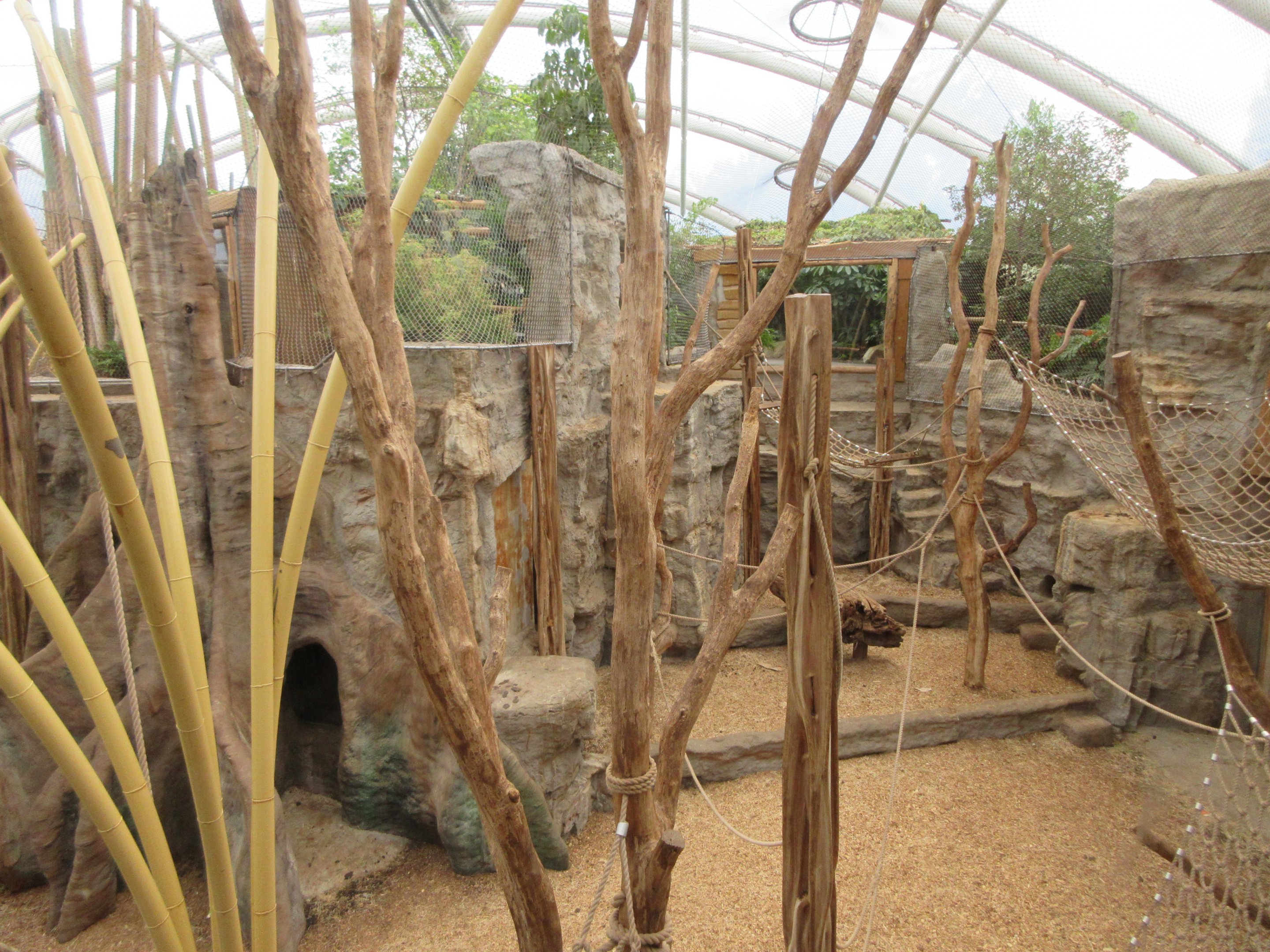 Sumatran Orangutan/Hanuman Langur/Small-clawed Otter Indoor Exhibit