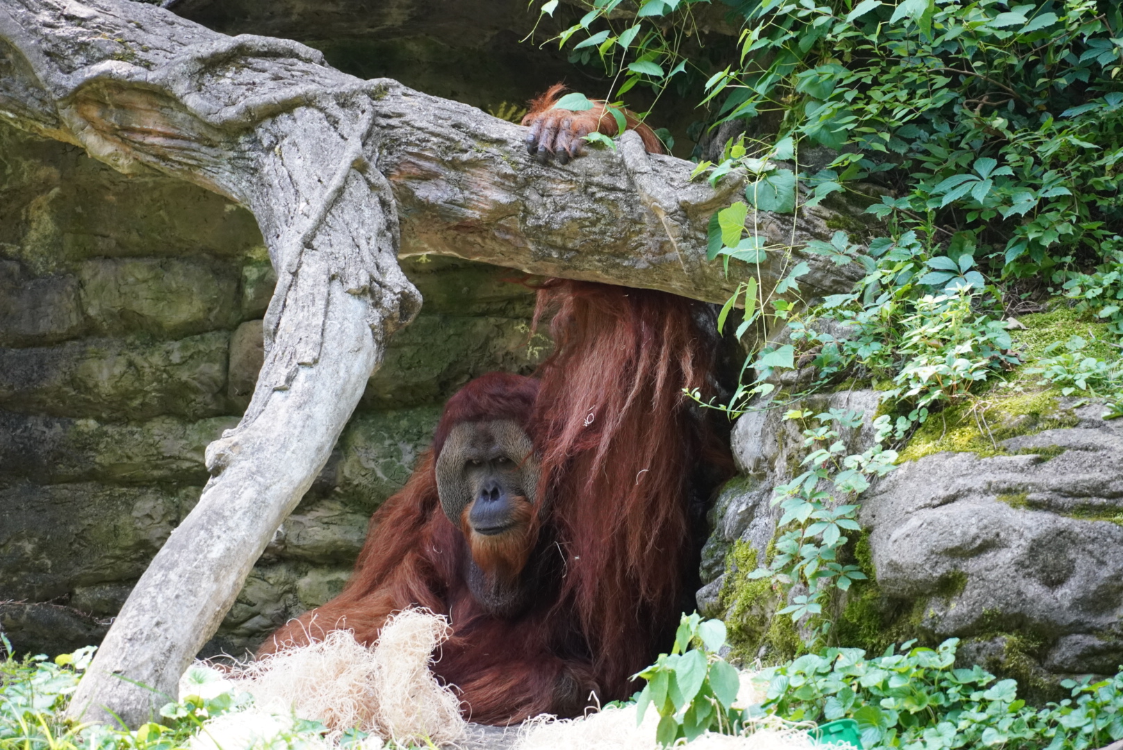 Sumatran Orangutan, Henry