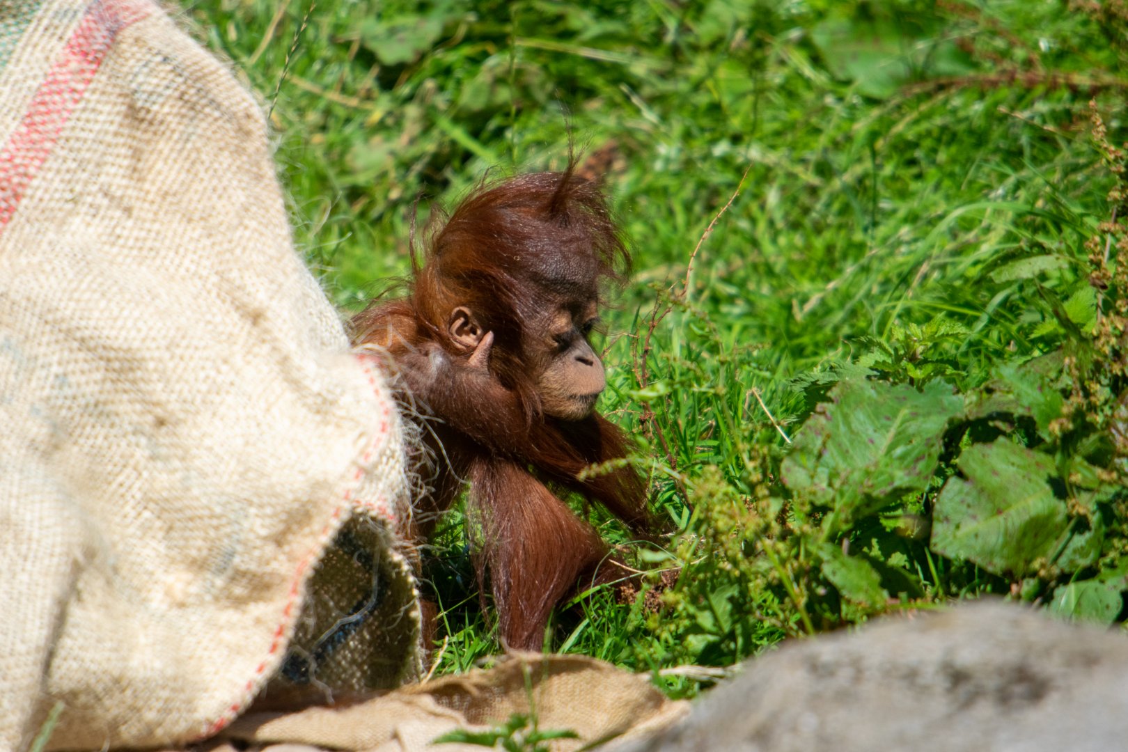 Sumatran Orangutan - Hillda