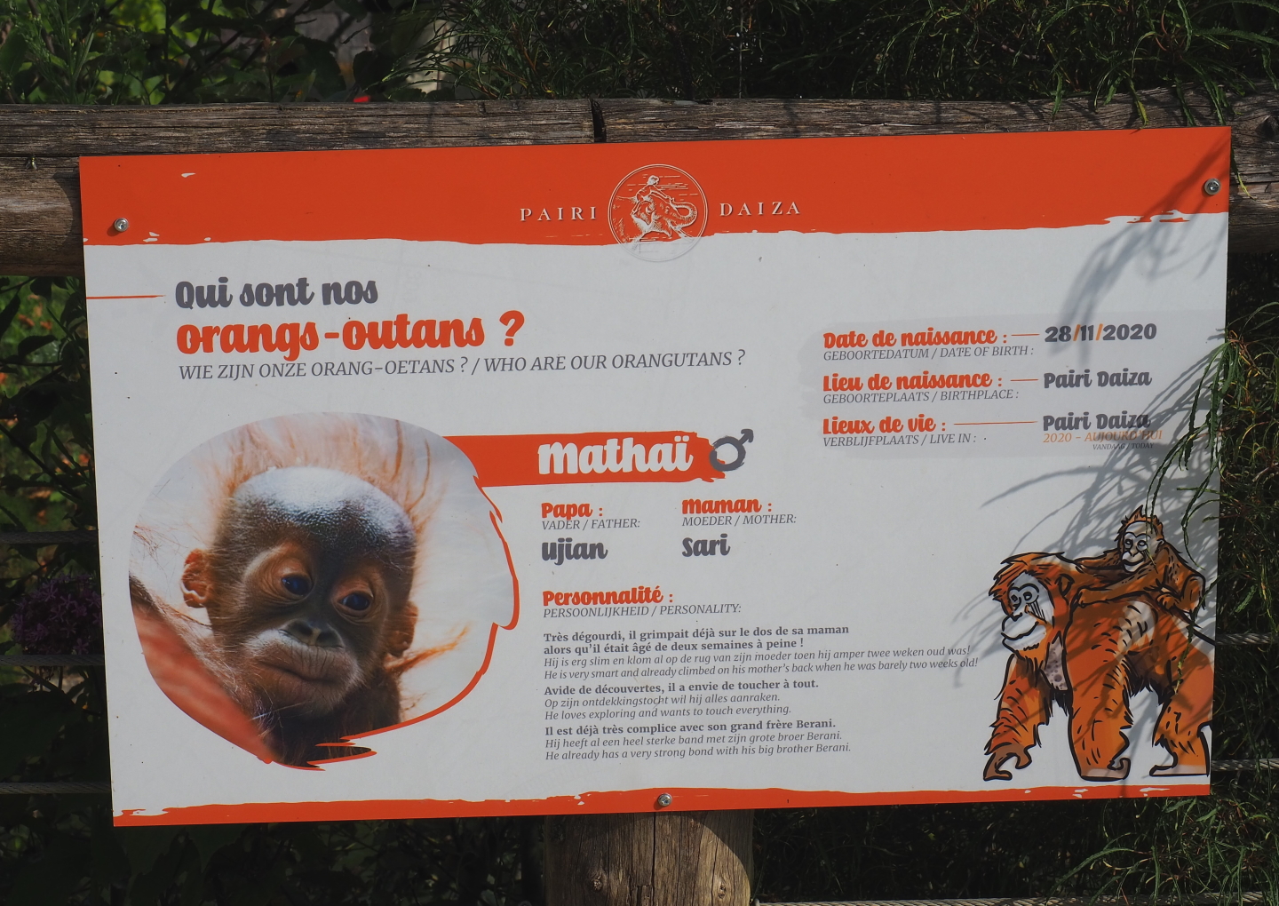 Sumatran orangutan identification signage,  2021-09-02