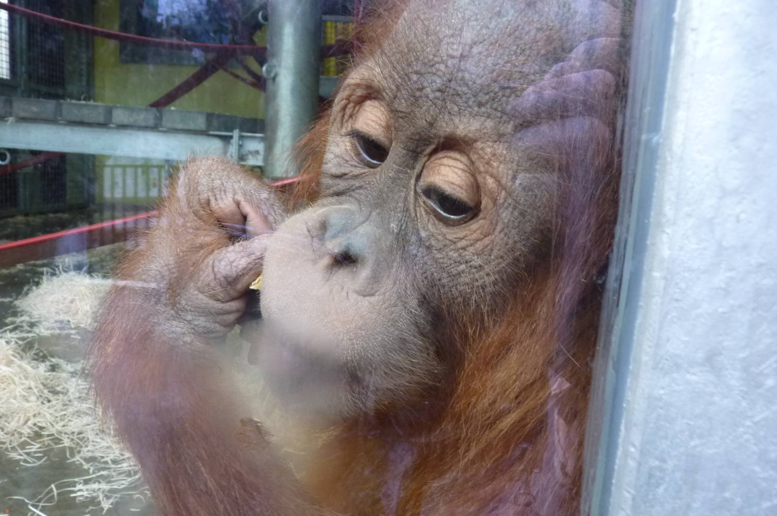 Sumatran Orangutan in the Nursery, 30 December 2012
