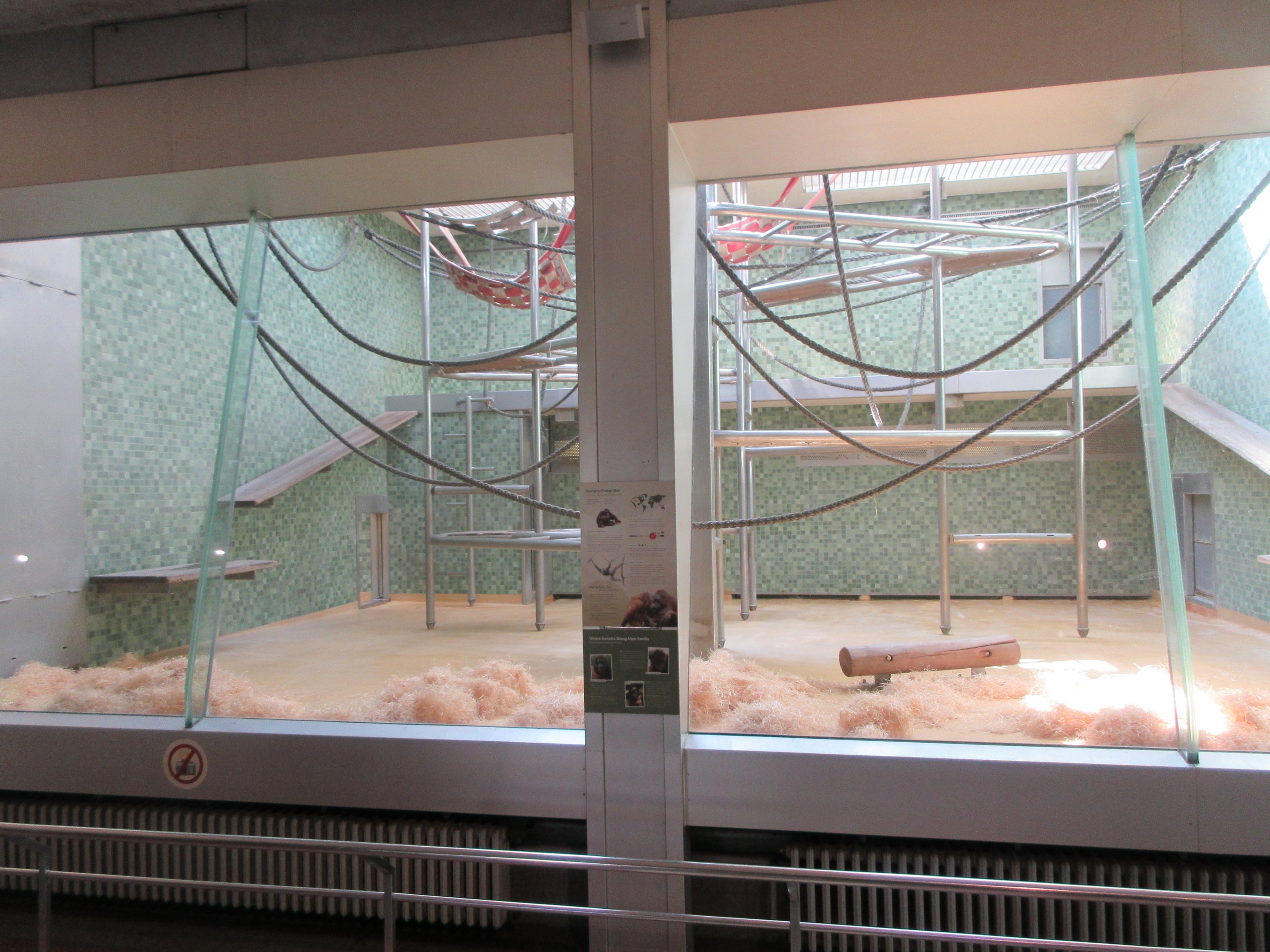 Sumatran Orangutan - indoor area