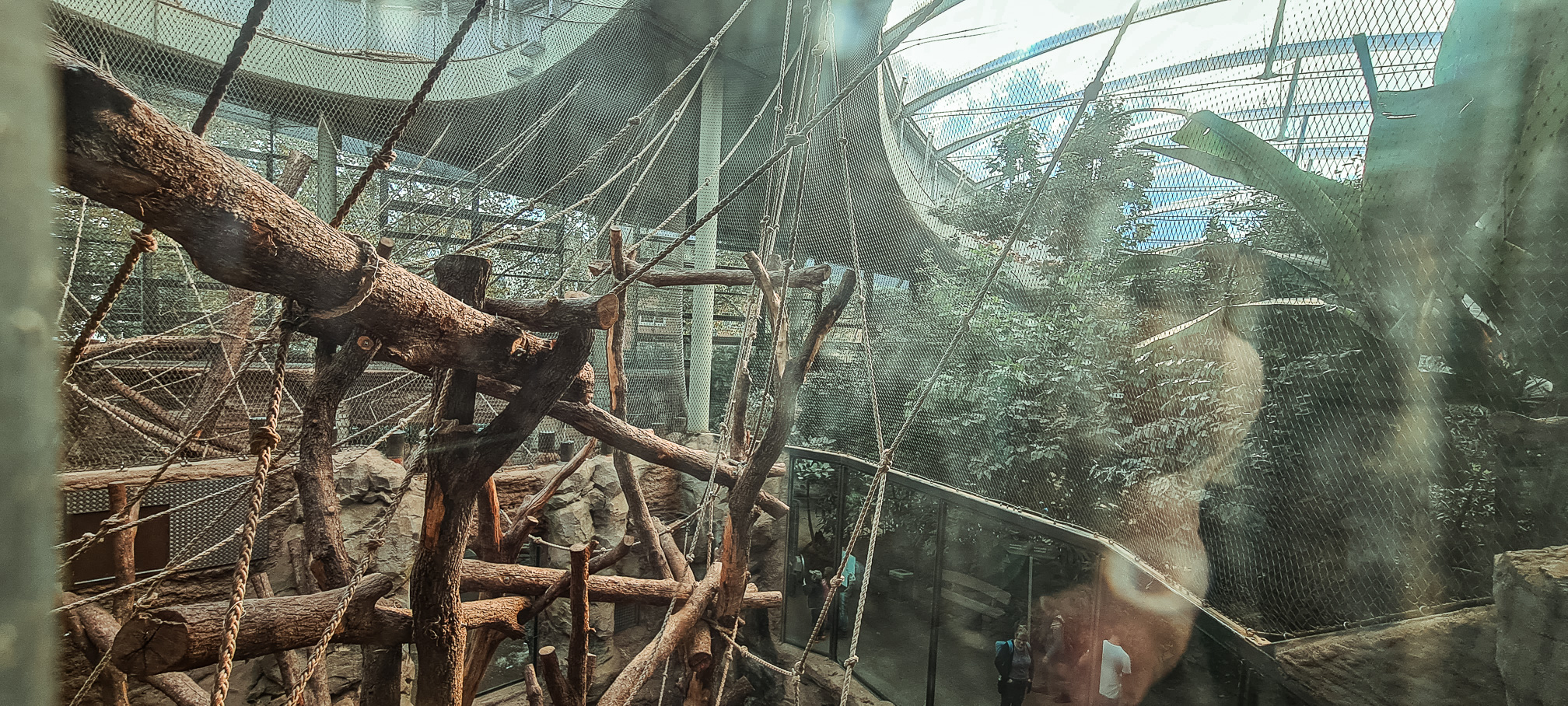 Sumatran orangutan indoor area