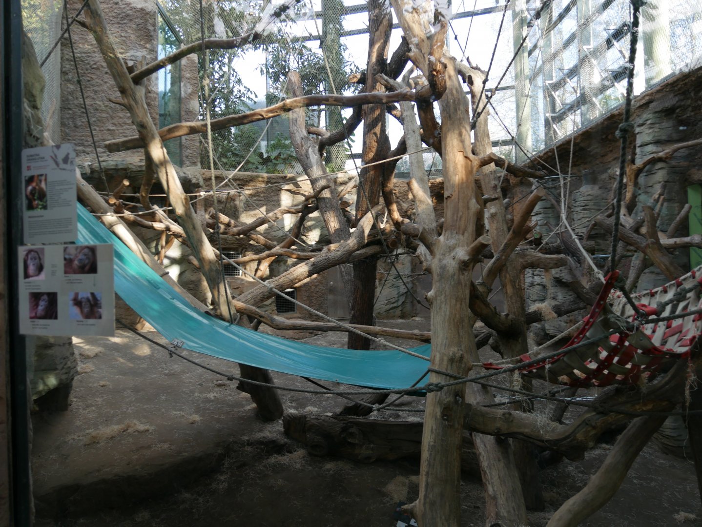 Sumatran orangutan indoor aviary (January 2019)