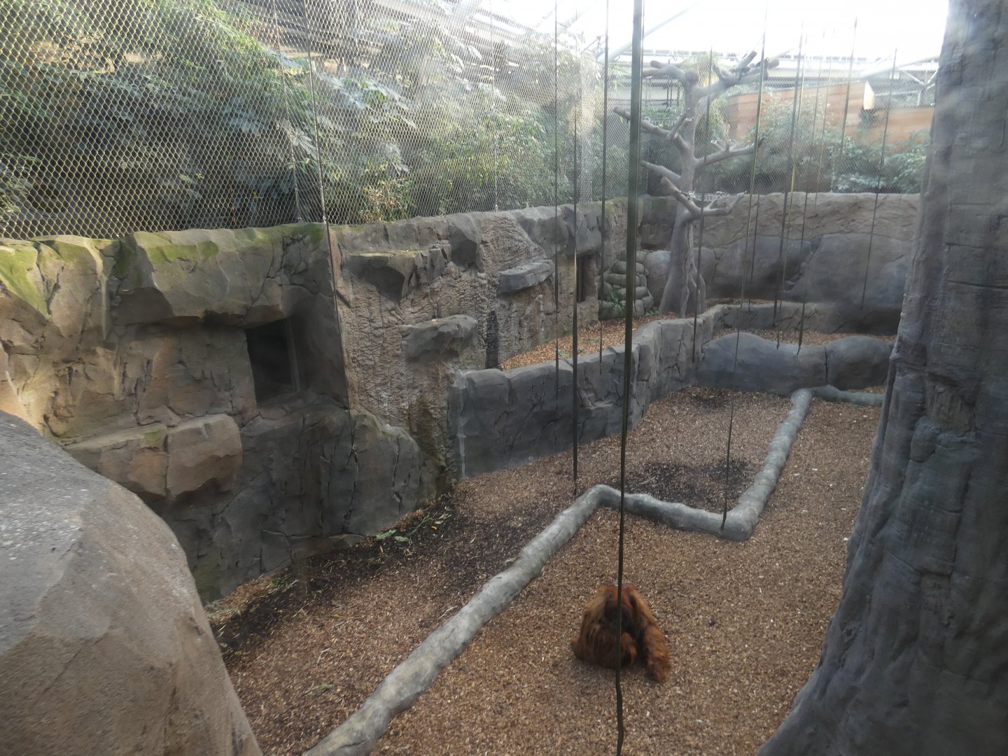 Sumatran Orangutan indoor enclosure (1)