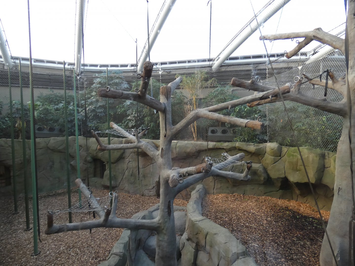 Sumatran Orangutan indoor enclosure (2)