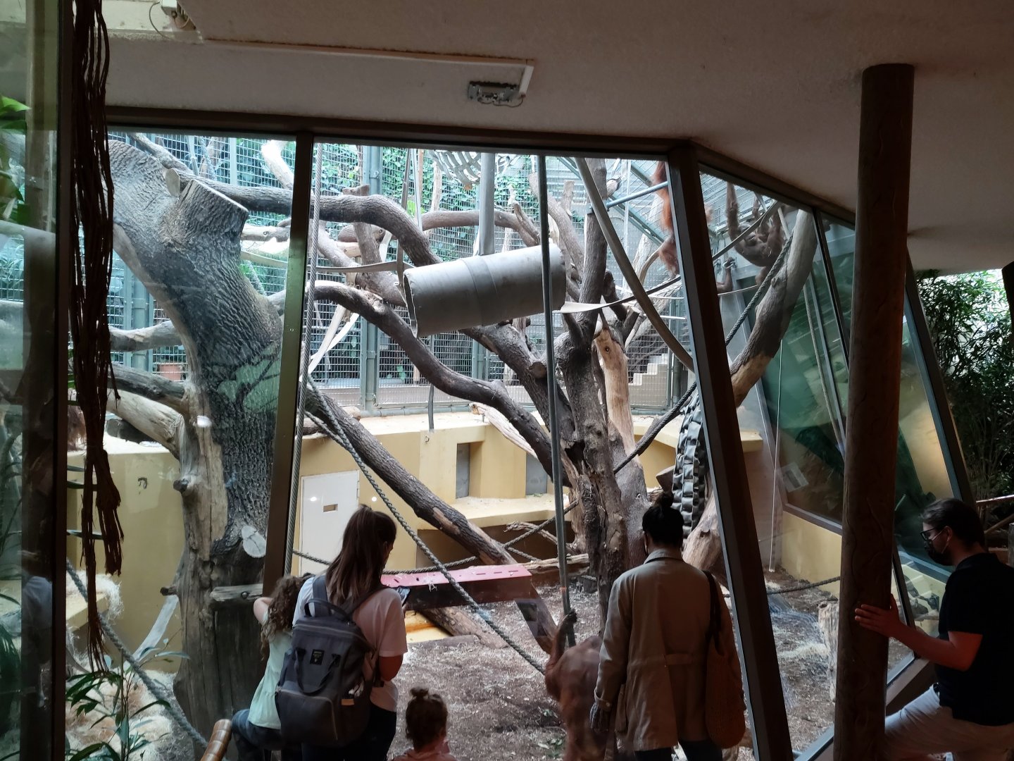 Sumatran orangutan indoor enclosure - Ape house