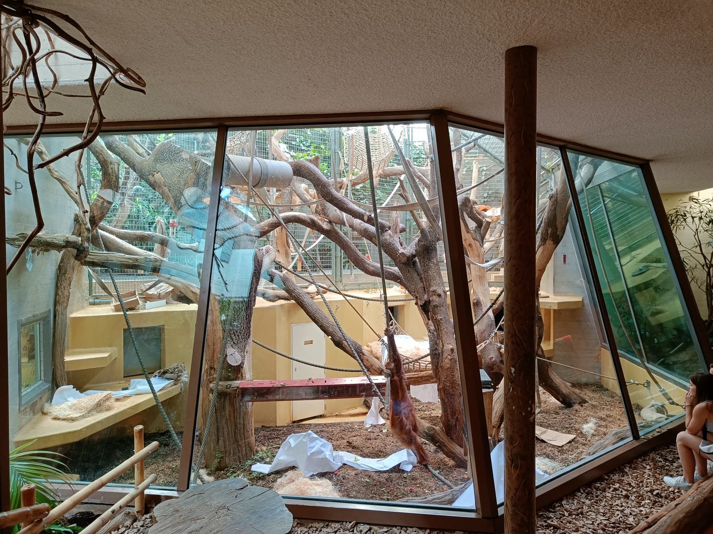 Sumatran Orangutan indoor enclosure