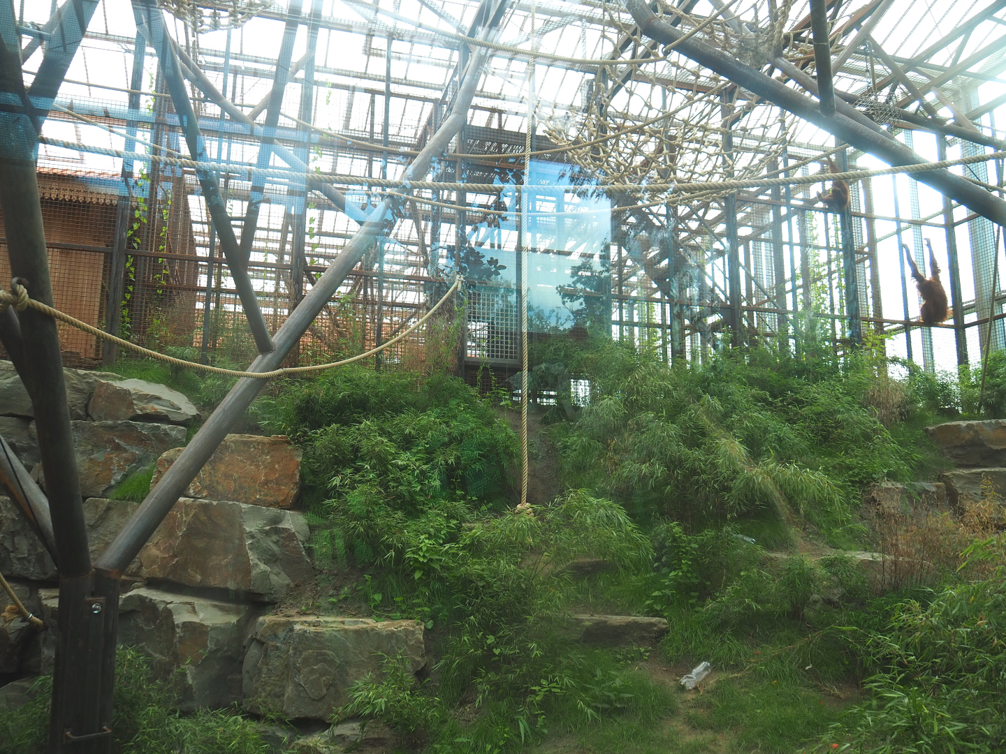 Sumatran orangutan indoor exhibit, 2022-07-03