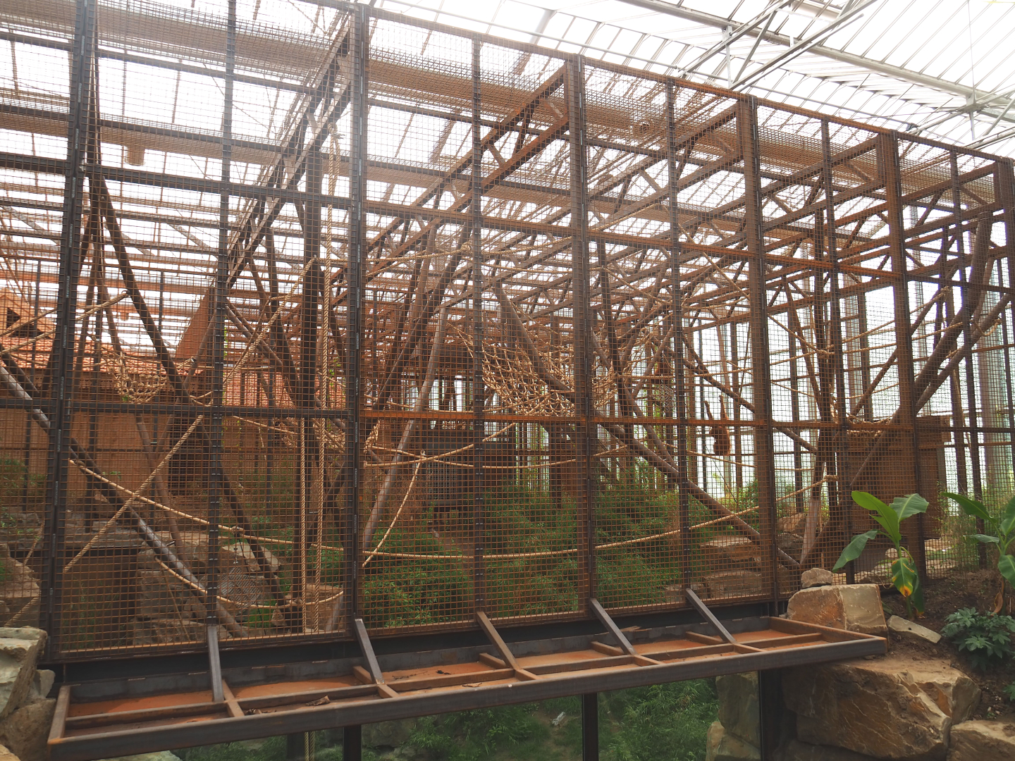 Sumatran orangutan indoor exhibit, 2022-07-03