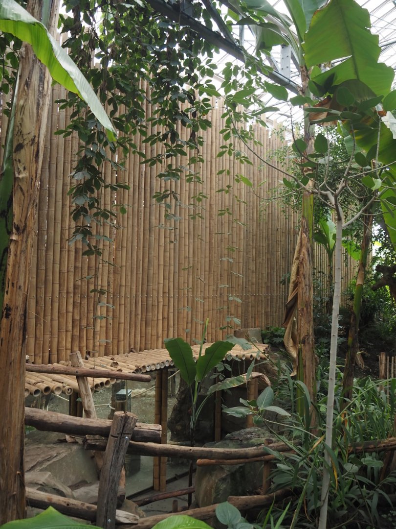 Sumatran orangutan indoor exhibit, now with bamboo poles covering up the top, 2025-03-02