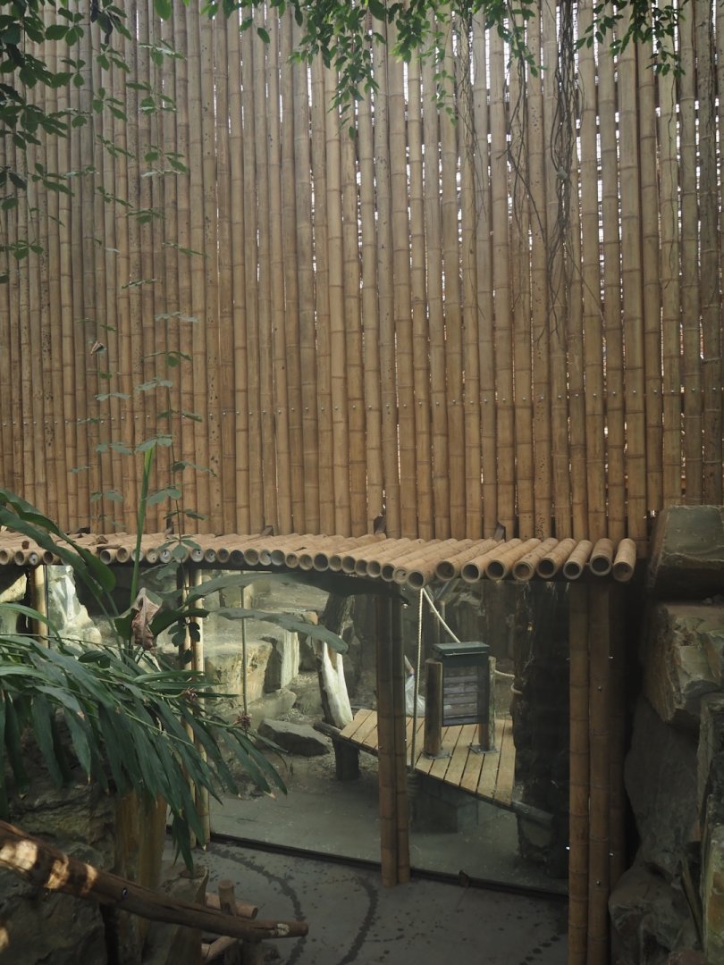 Sumatran orangutan indoor exhibit, now with bamboo poles covering up the top, and remaining viewing area, 2025-03-02