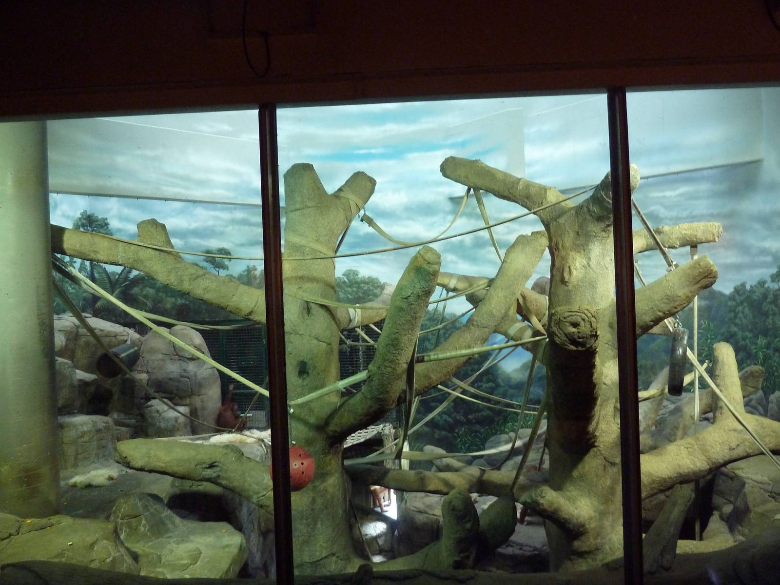 Sumatran Orangutan Indoor Exhibit