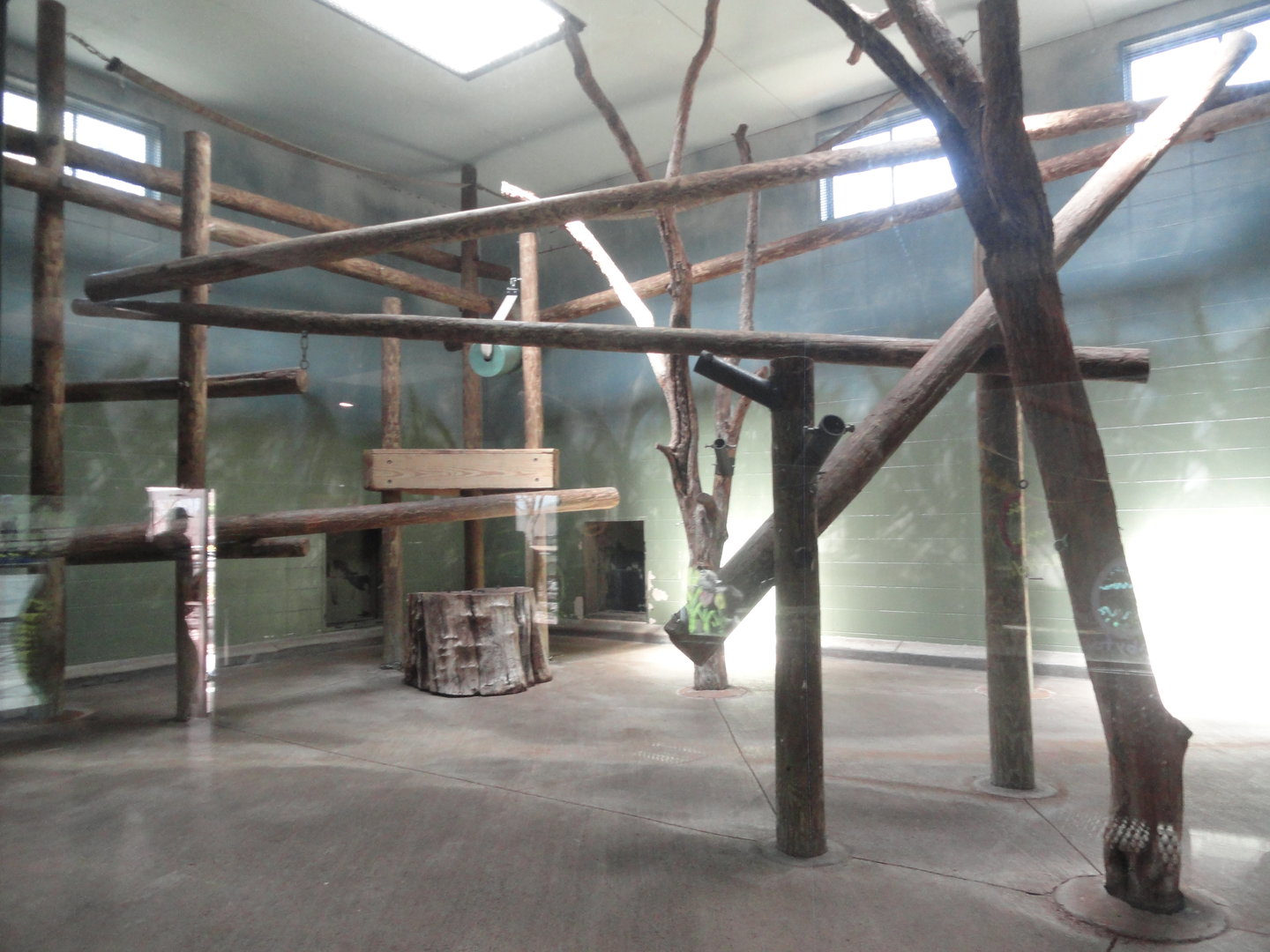 Sumatran Orangutan Indoor Exhibit