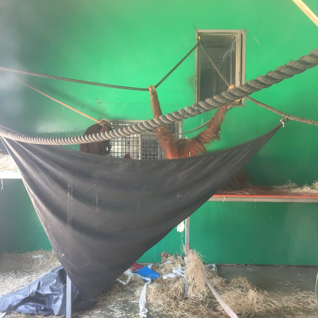 Sumatran Orangutan indoor exhibit