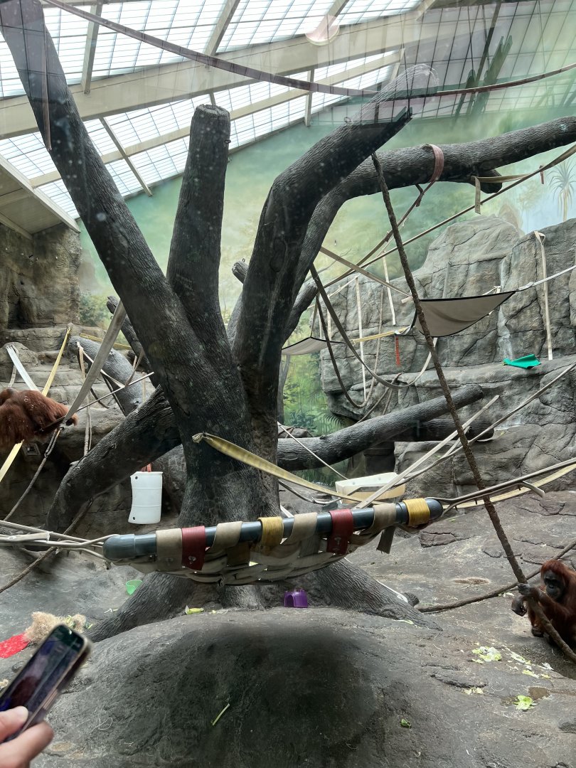 Sumatran Orangutan Indoor Exhibit