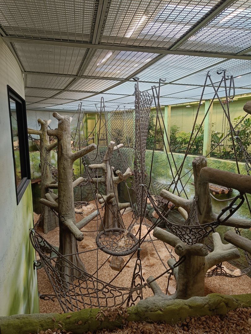 Sumatran Orangutan indoor stall - new Orangutan-Haus