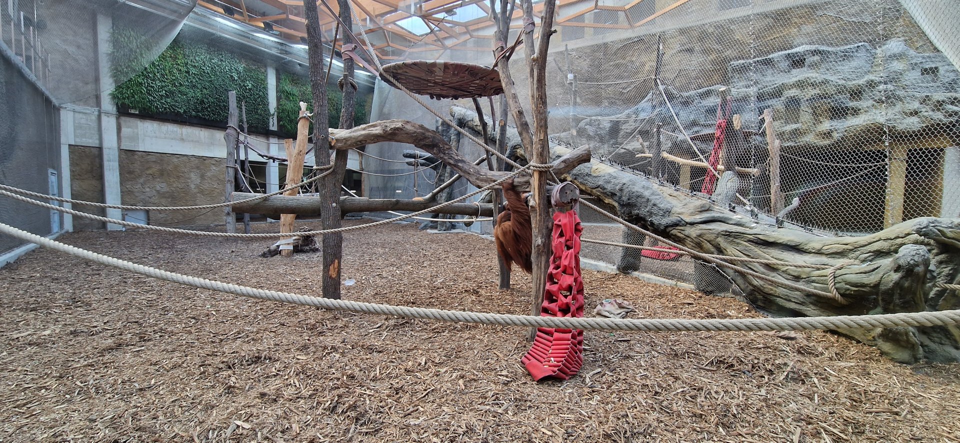 Sumatran Orangutan indoor, Sunda Islands, Orientarium