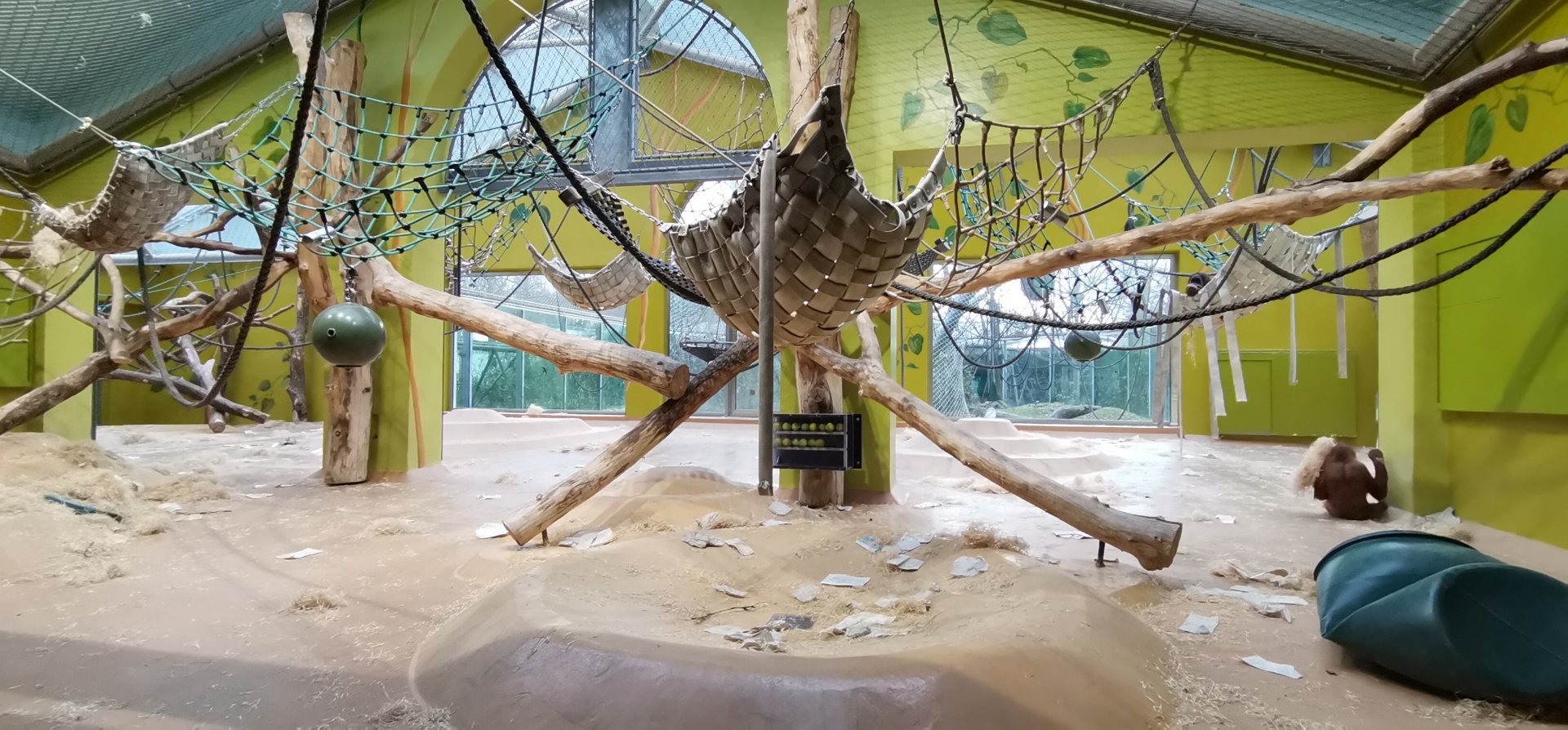 Sumatran Orangutan indoor