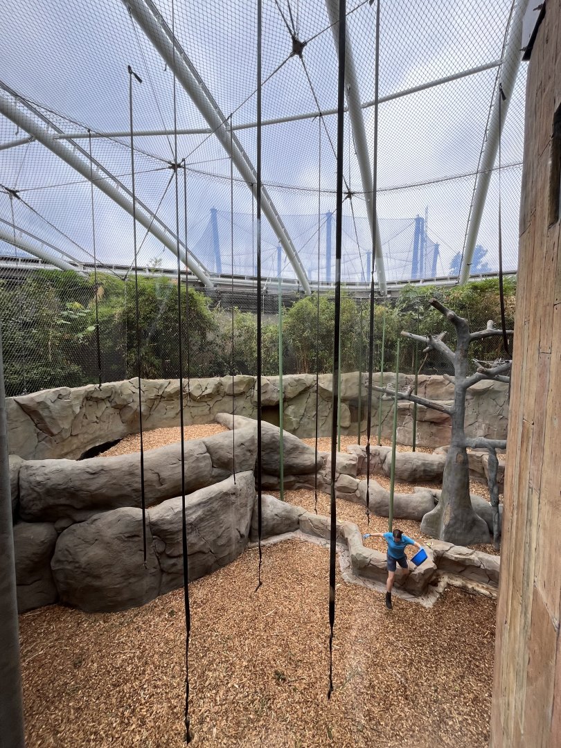 Sumatran orangutan indoors (0.5 version) 29.6.24