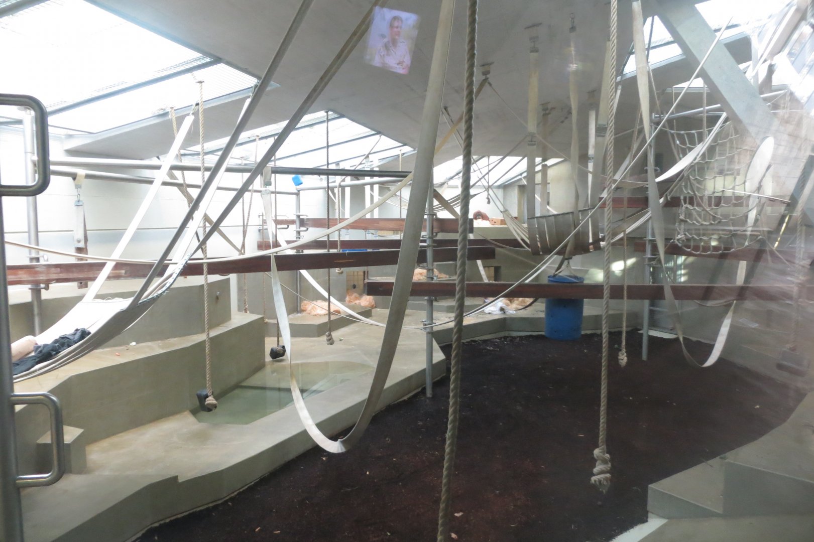 Sumatran orangutan indoors 011218