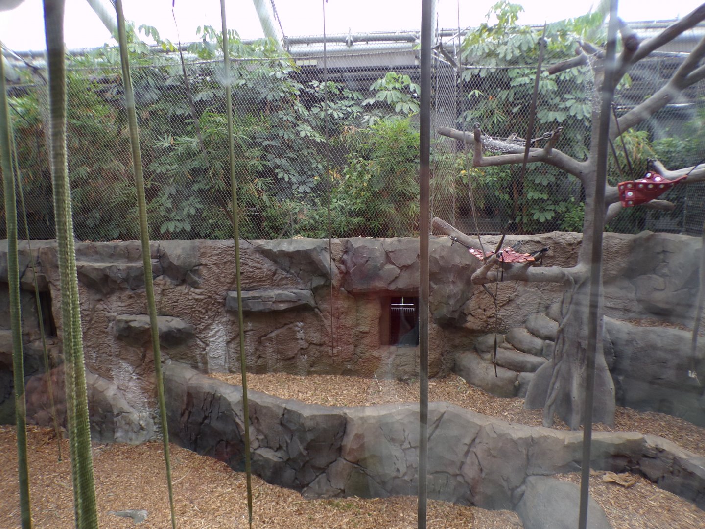 Sumatran orangutan indoors 29.6.24