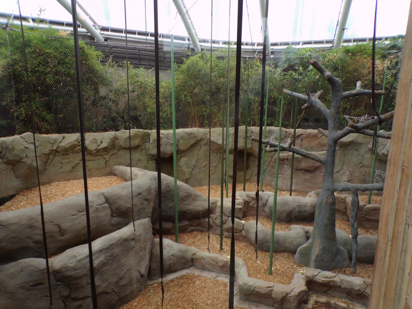 Sumatran orangutan indoors 29.6.24