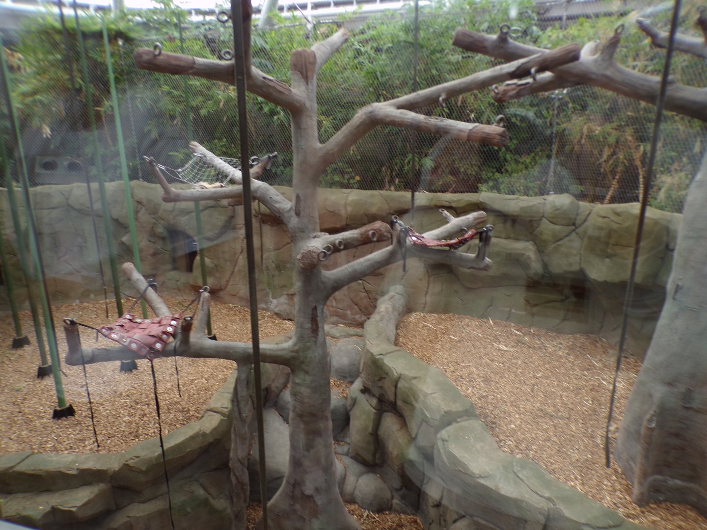 Sumatran orangutan indoors 29.6.24