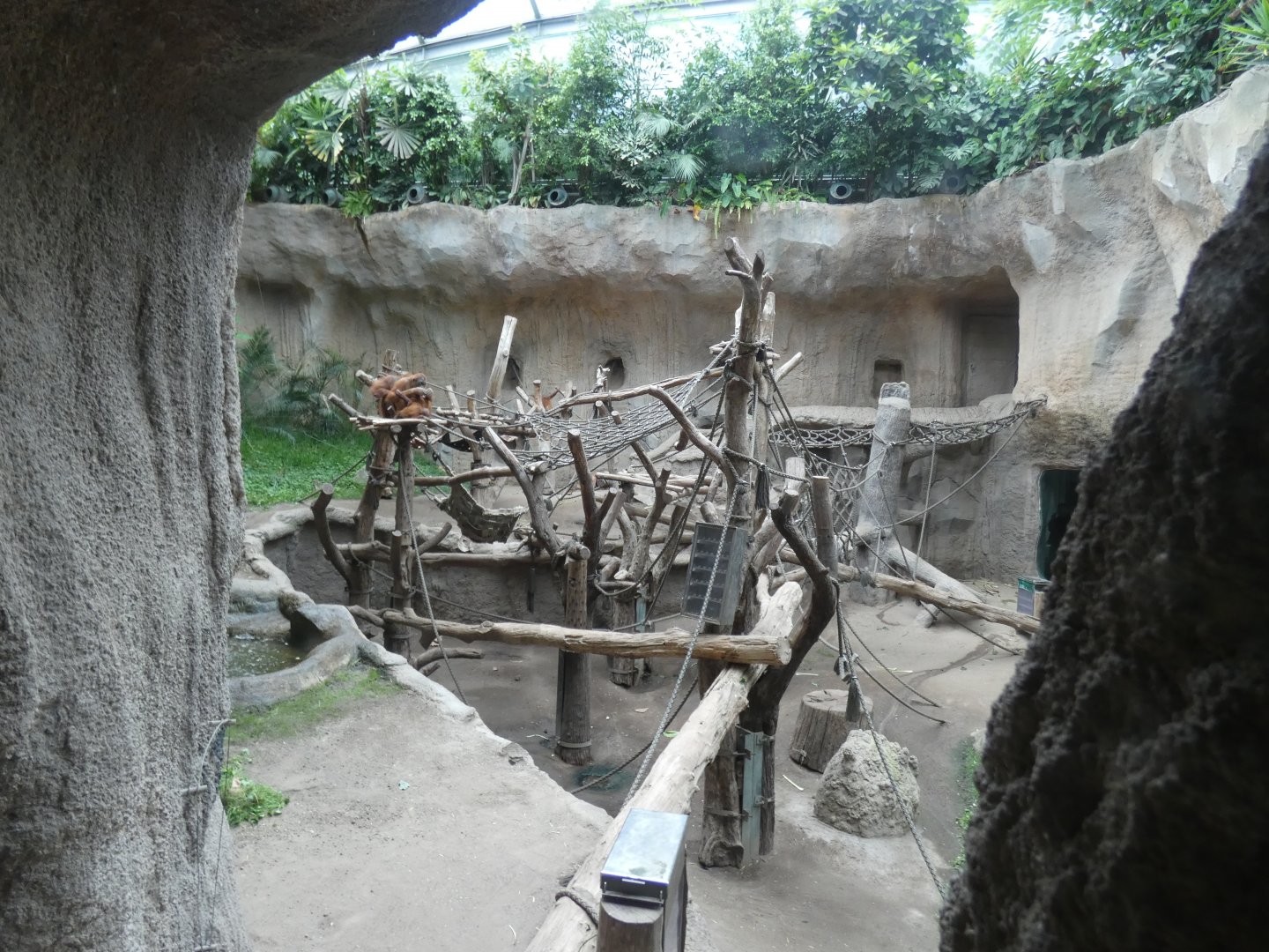 Sumatran Orangutan Indoors