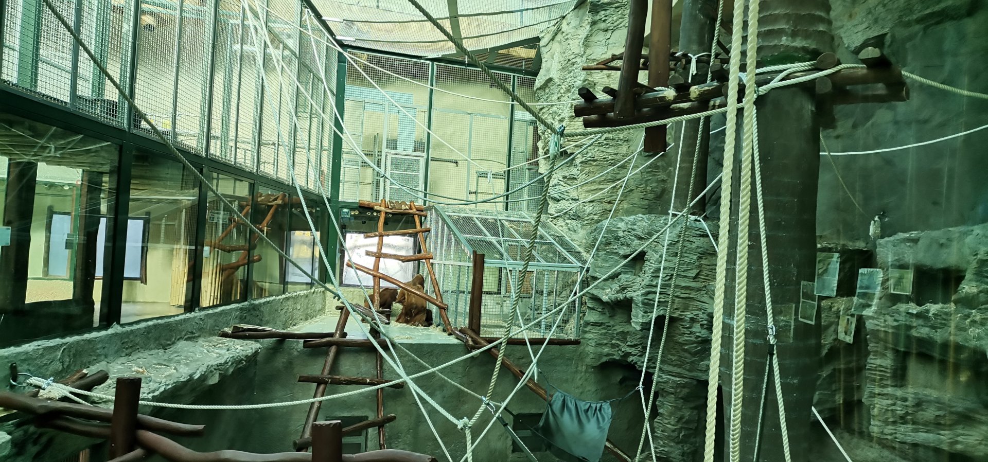 Sumatran Orangutan indoors