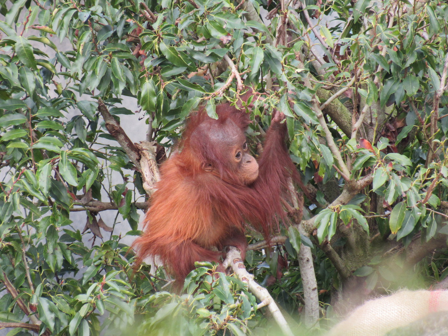 Sumatran Orangutan Infant