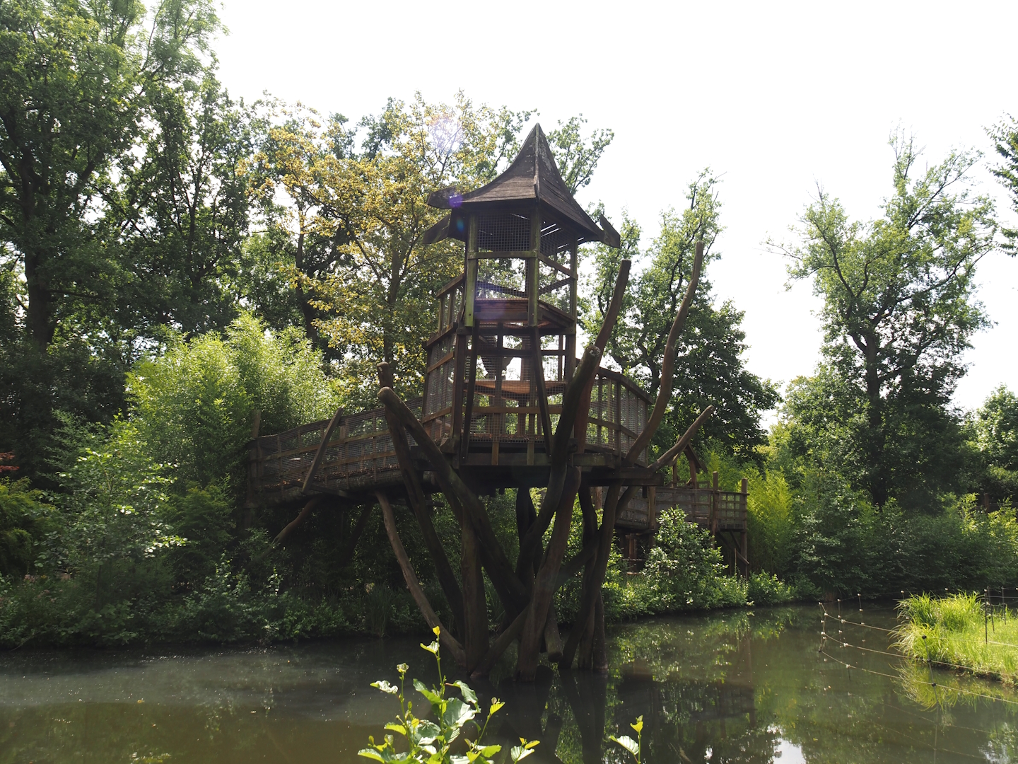 Sumatran orangutan island canopy trail viewing area, 2024-08-05