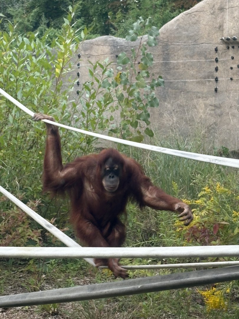 Sumatran Orangutan “Jingga”