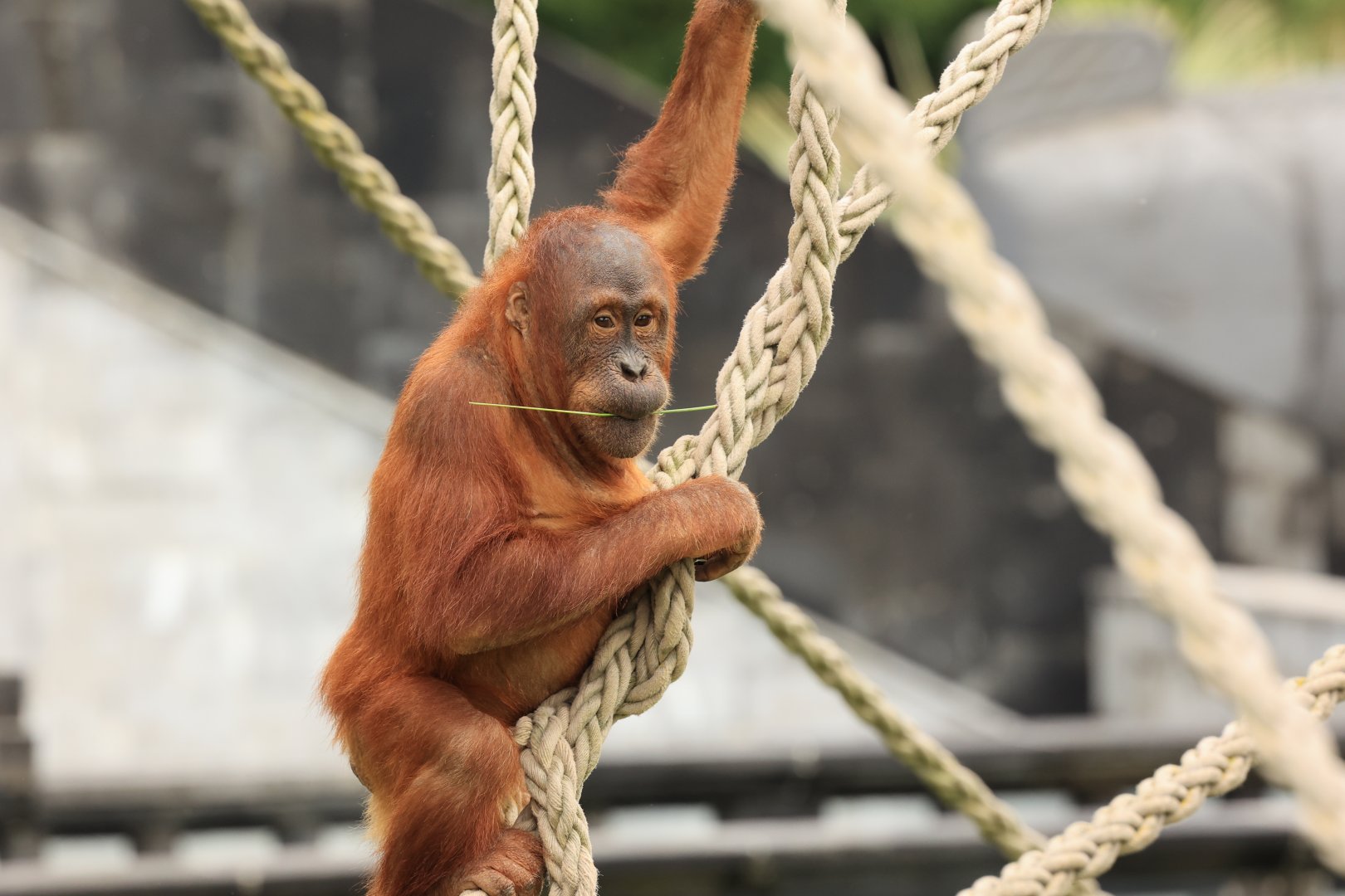Sumatran orangutan (July 2021)