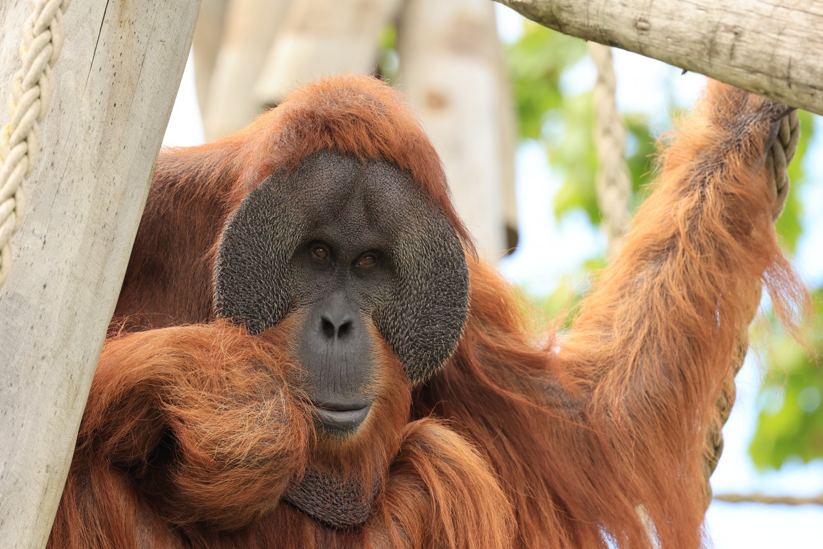 Sumatran orangutan (July 2021)