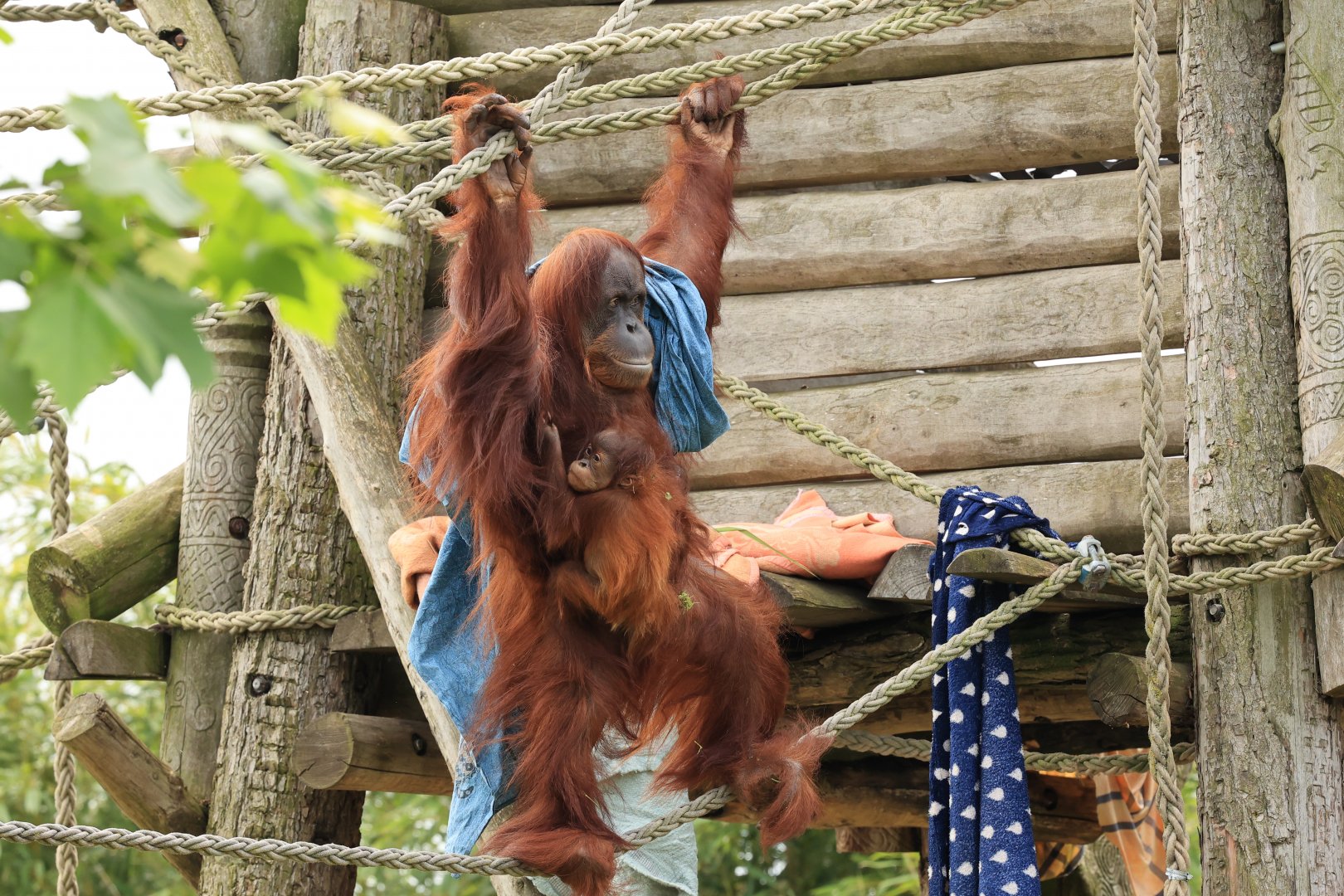 Sumatran orangutan (July 2021)