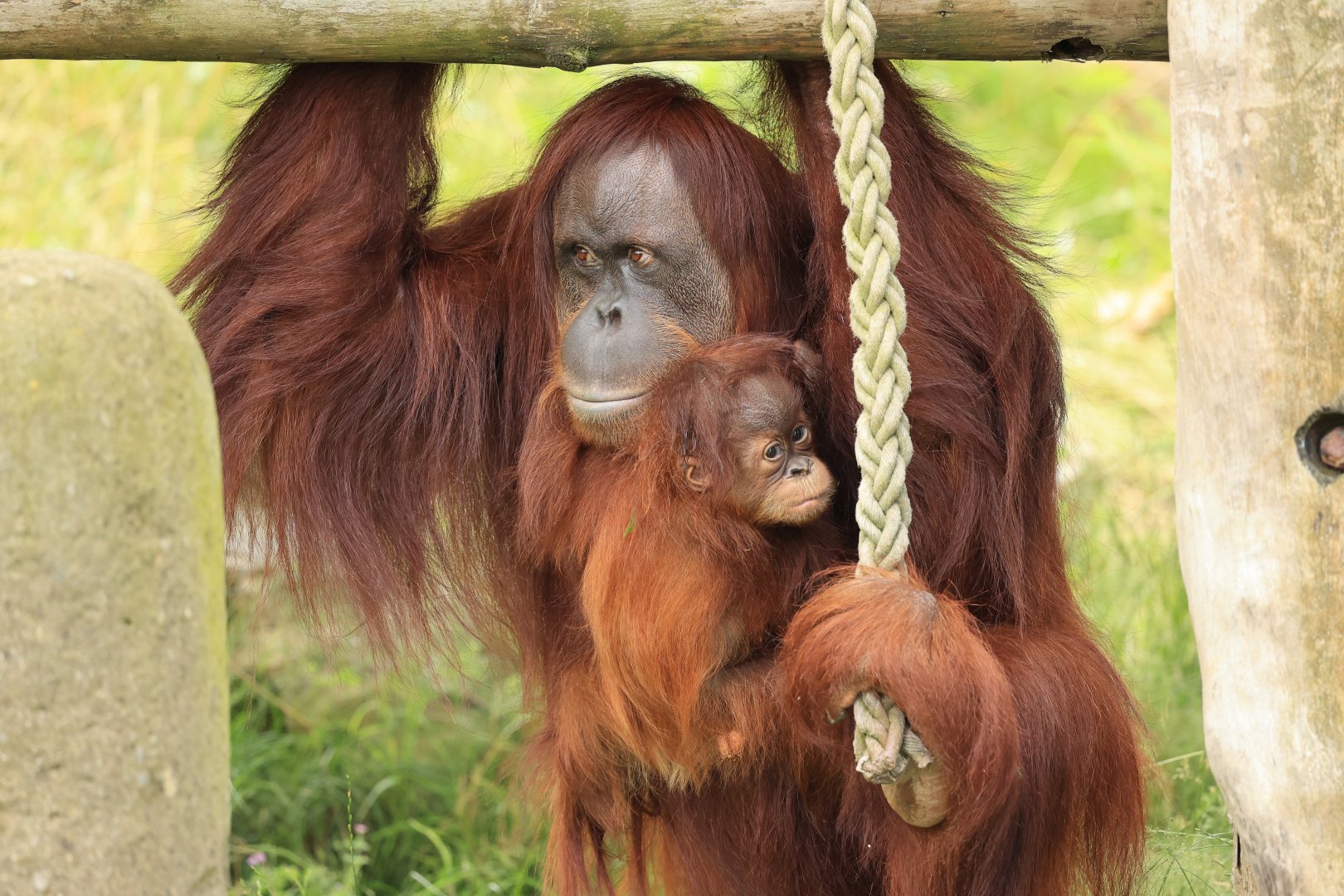 Sumatran orangutan (July 2021)