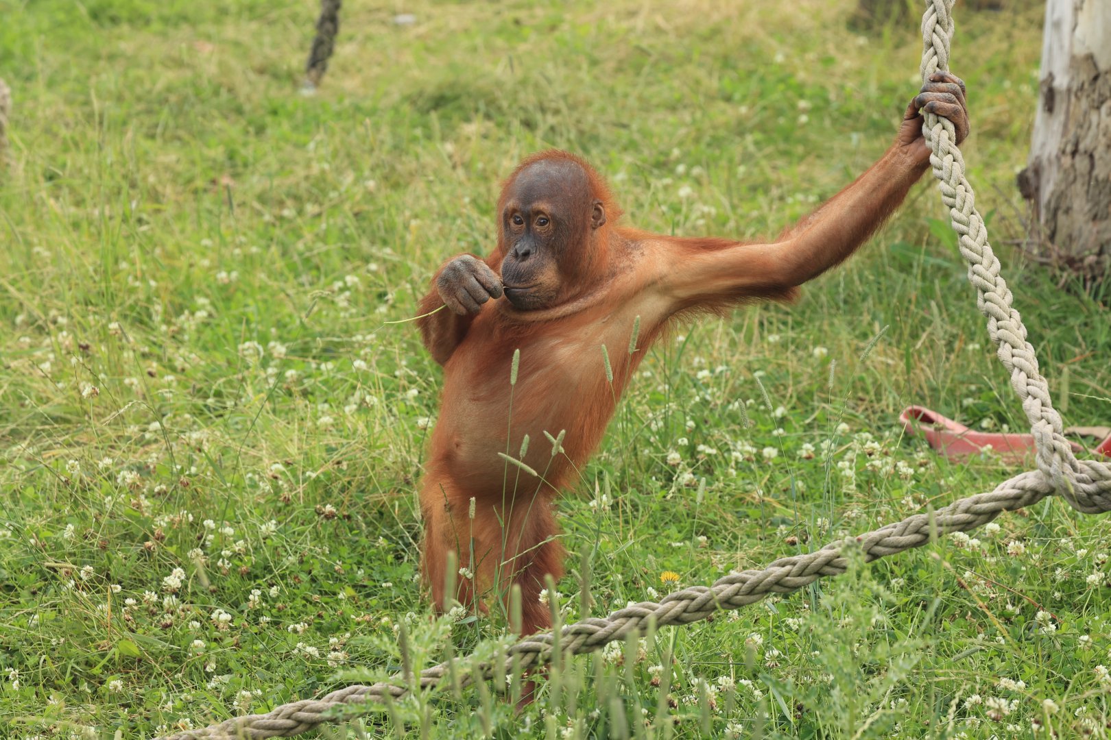 Sumatran orangutan (July 2021)